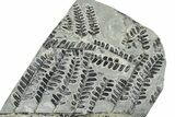 Carboniferous Fossil Fern (Pecopteris) - France #378052-1